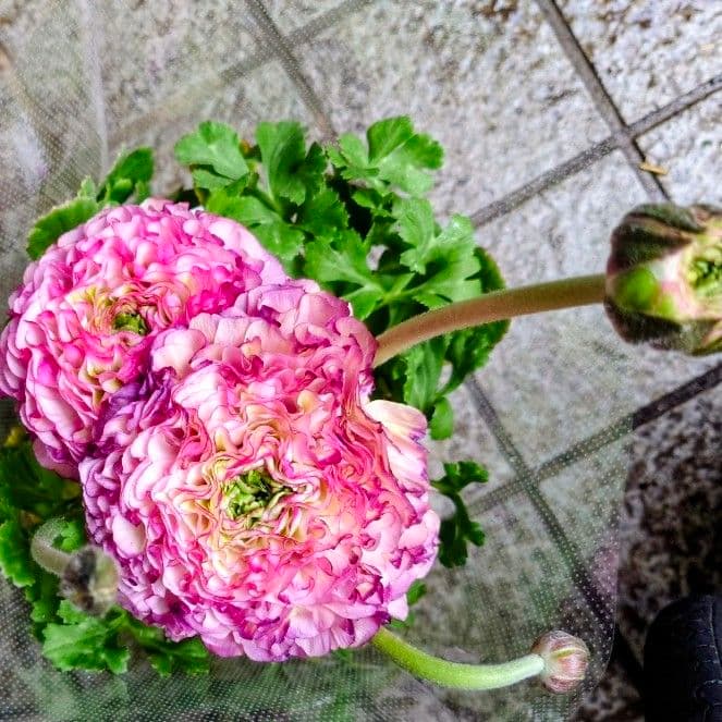 宿根草【タグ付】ラナンキュラスポンポン『マルヴァ』超大輪【５号】ポット苗　発送♪