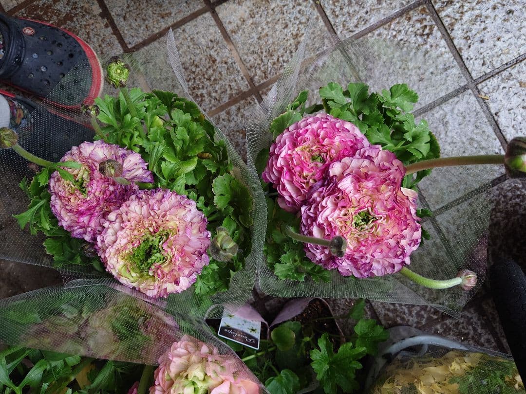 宿根草【タグ付】ラナンキュラスポンポン『マルヴァ』超大輪【５号】ポット苗　発送♪