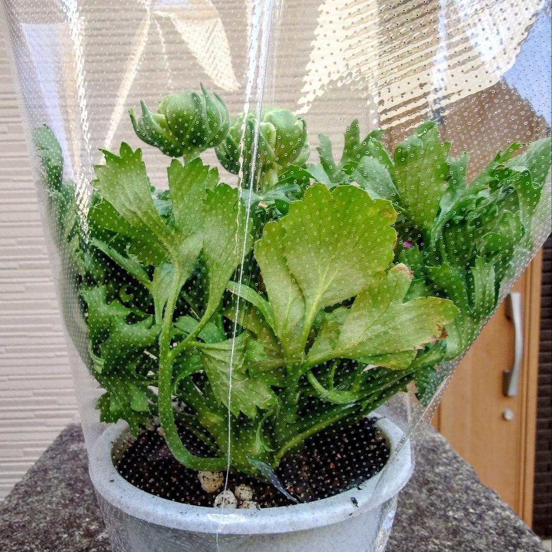 宿根草【タグ付】ラナンキュラスポンポン『マルヴァ』超大輪【５号】ポット苗　発送♪