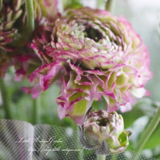 宿根草【タグ付】ラナンキュラスポンポン『マルヴァ』超大輪【５号】ポット苗　発送♪