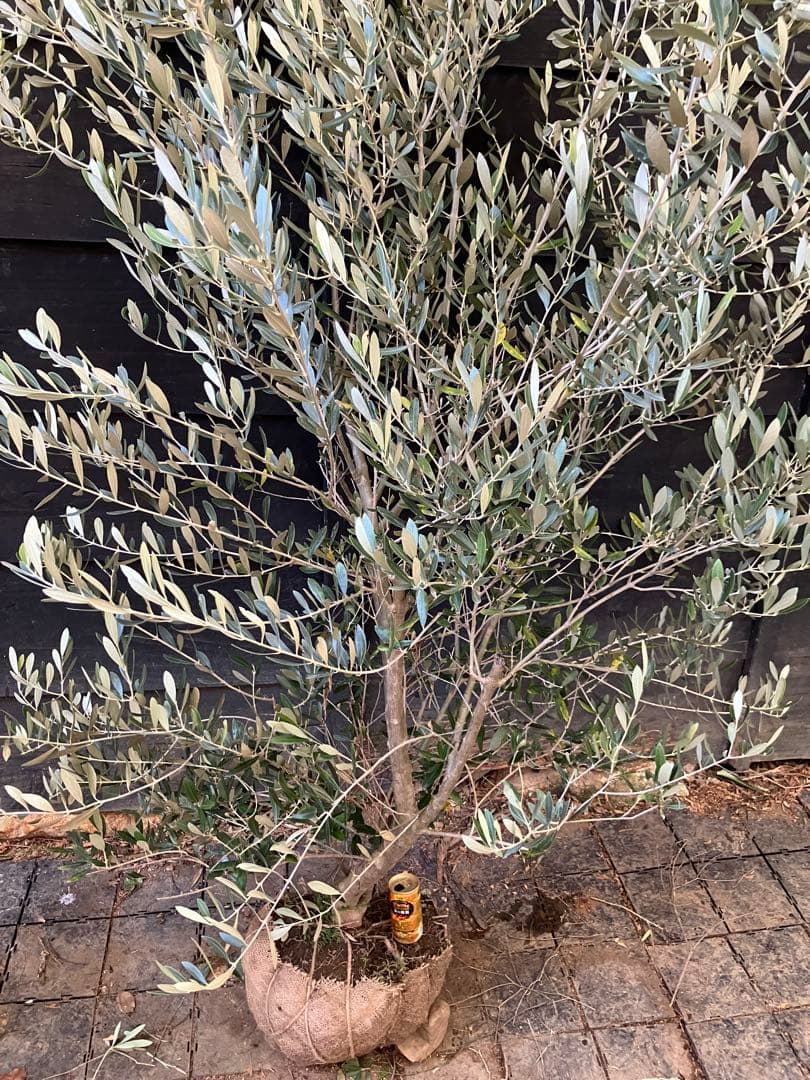 オリーブの木　ミッション