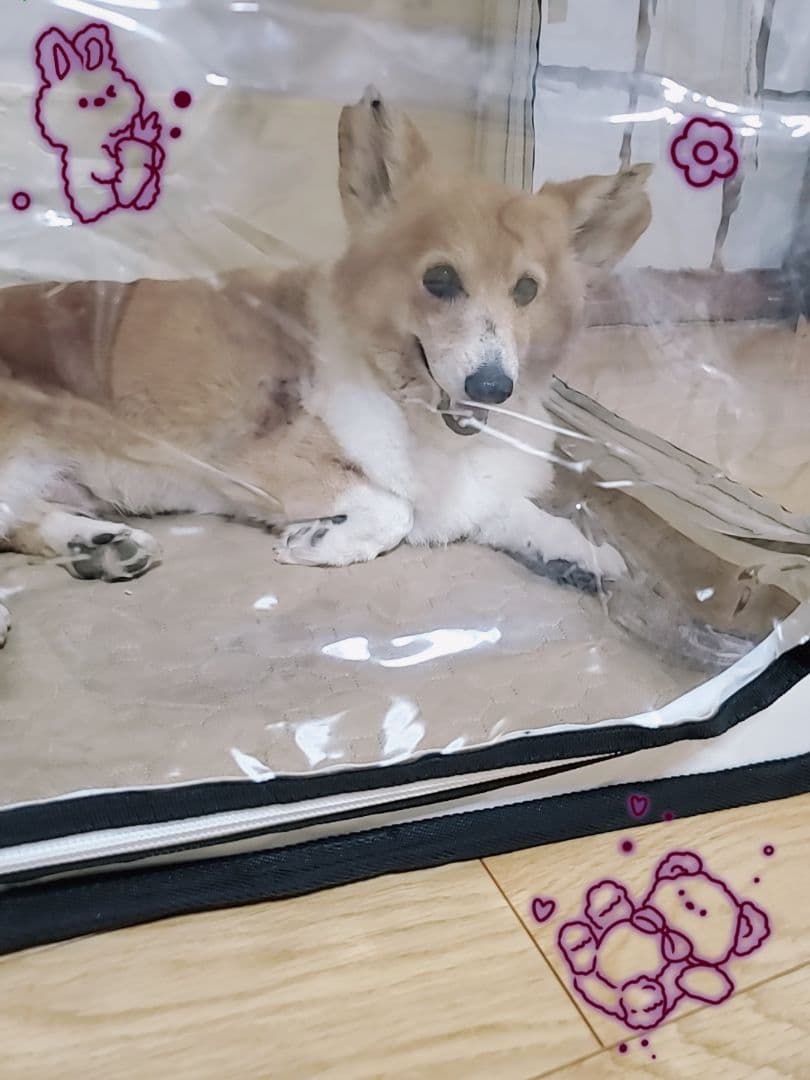 3110♡オキシランド　Z-3000(東日本) ※50Hz専用。