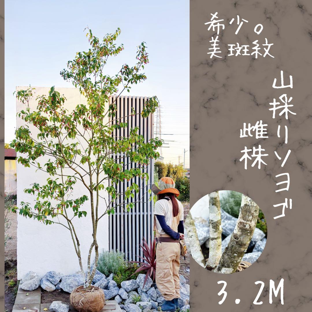 希少。山採りソヨゴ雌株3.2M(鉢底から)