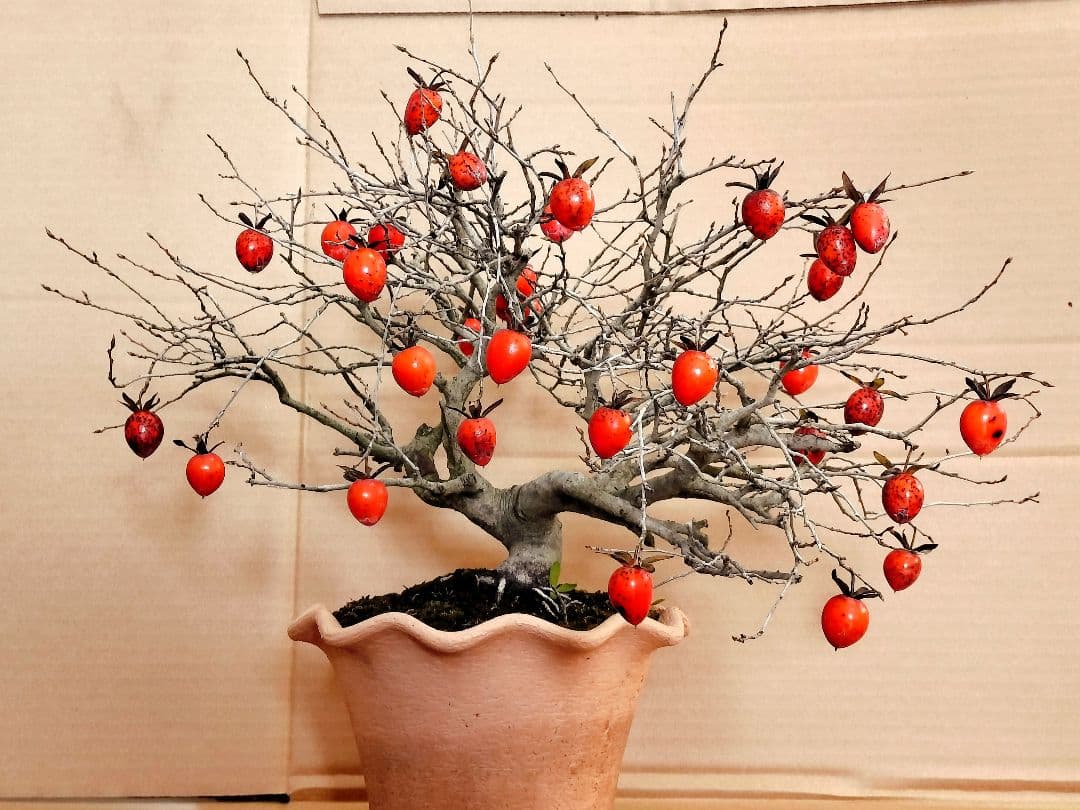 ✿シグナル✿ 老爺柿 メス木 盆栽 観賞用 (E)(G)