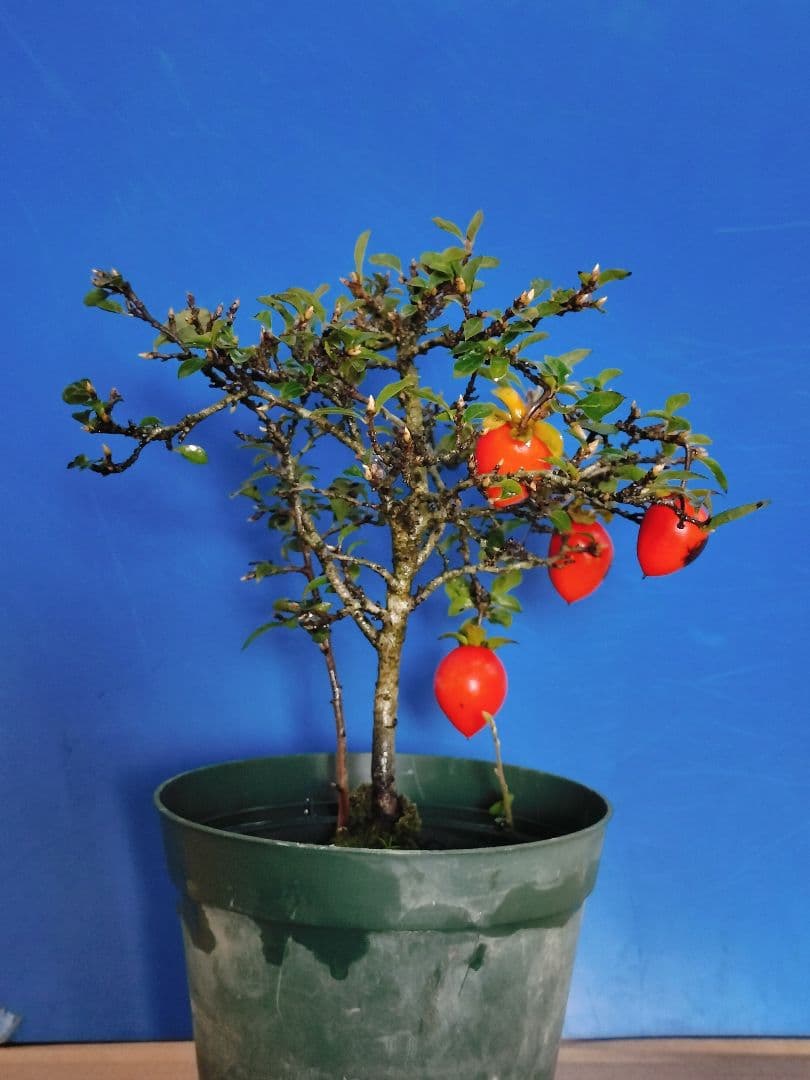 ✿シグナル✿ 老爺柿 メス木 盆栽 観賞用 (E)(G)