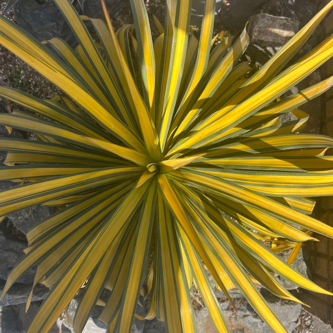 ユッカ　バナナスプリット　レクルビフォリア プレミアムゴールド　希少種