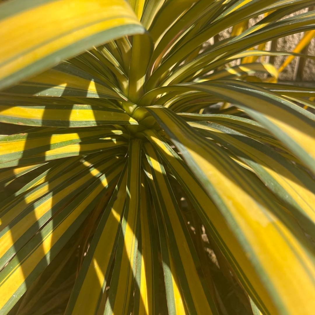 ユッカ　バナナスプリット　レクルビフォリア プレミアムゴールド　希少種