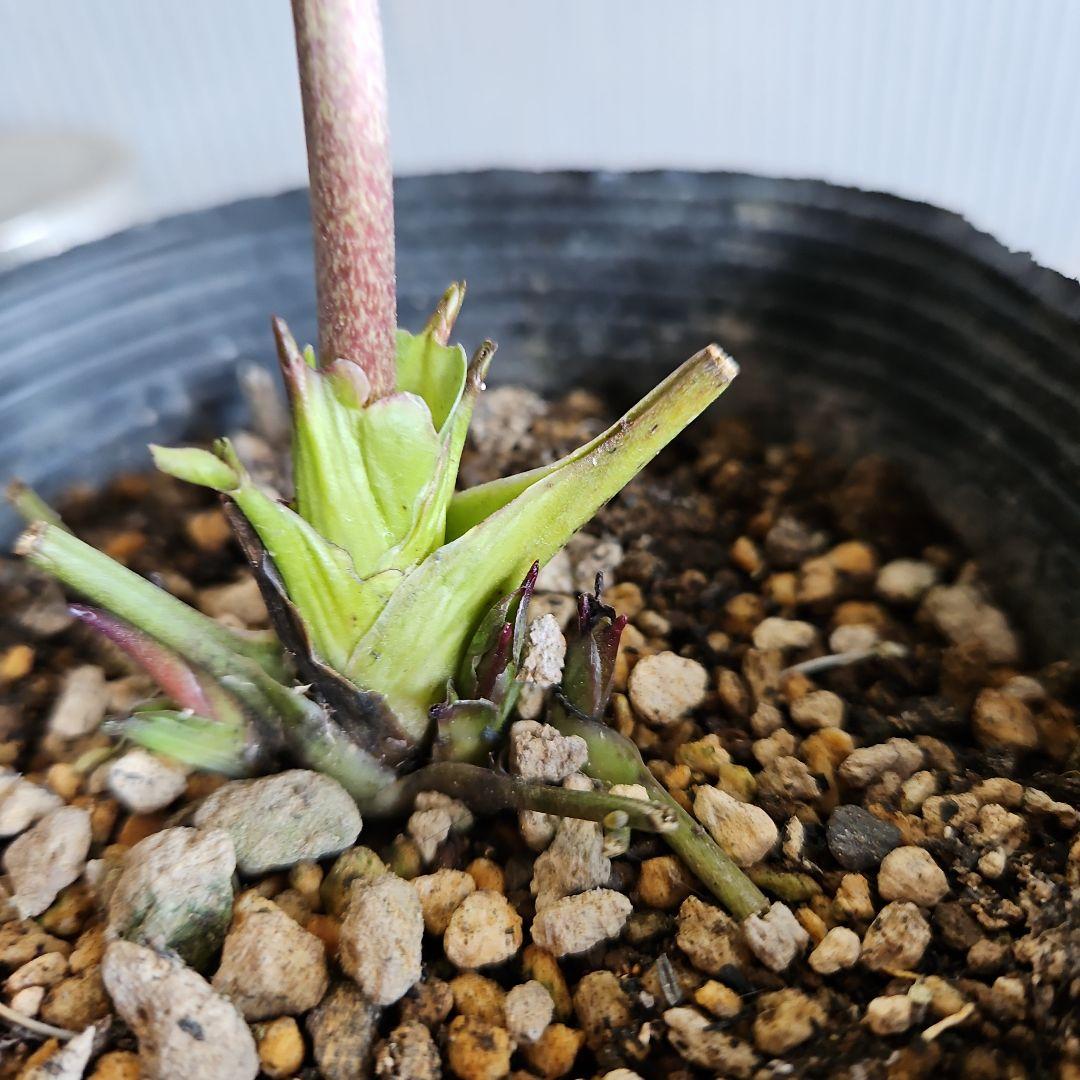 ★＊ひまわり＊様ご購入苗㉖-327㉖-363㉖-384クリスマスローズ