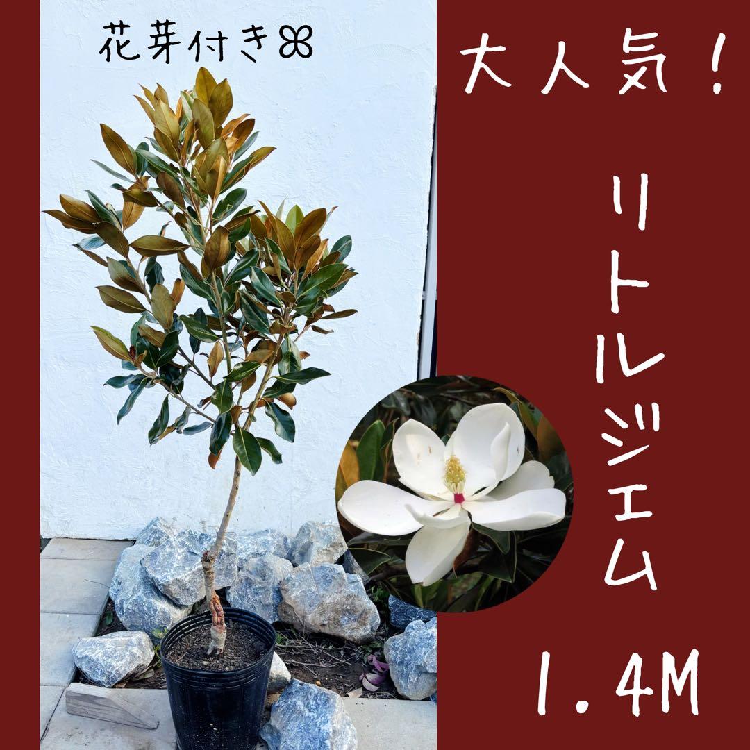 美形。リトルジェム1.4M(鉢底から)花芽付き☆