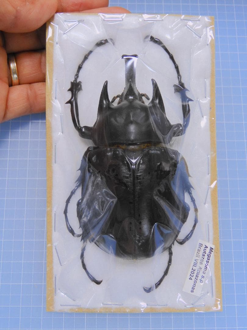 ブラジル産　ゾウカブト　86mmX45mm