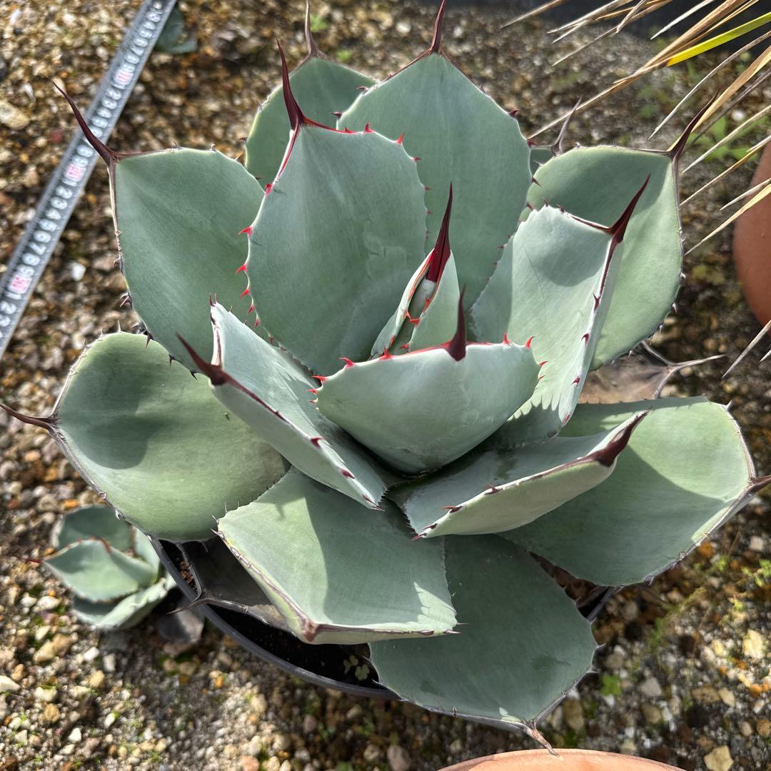 アガベ　パリー　トランカータ　30㎝　子株付き