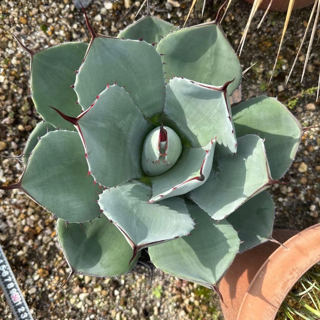 アガベ　パリー　トランカータ　30㎝　子株付き