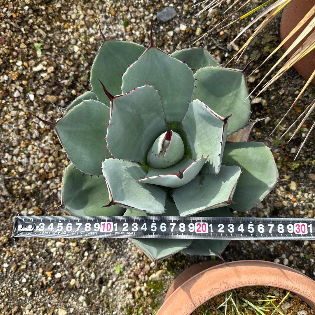 アガベ　パリー　トランカータ　30㎝　子株付き