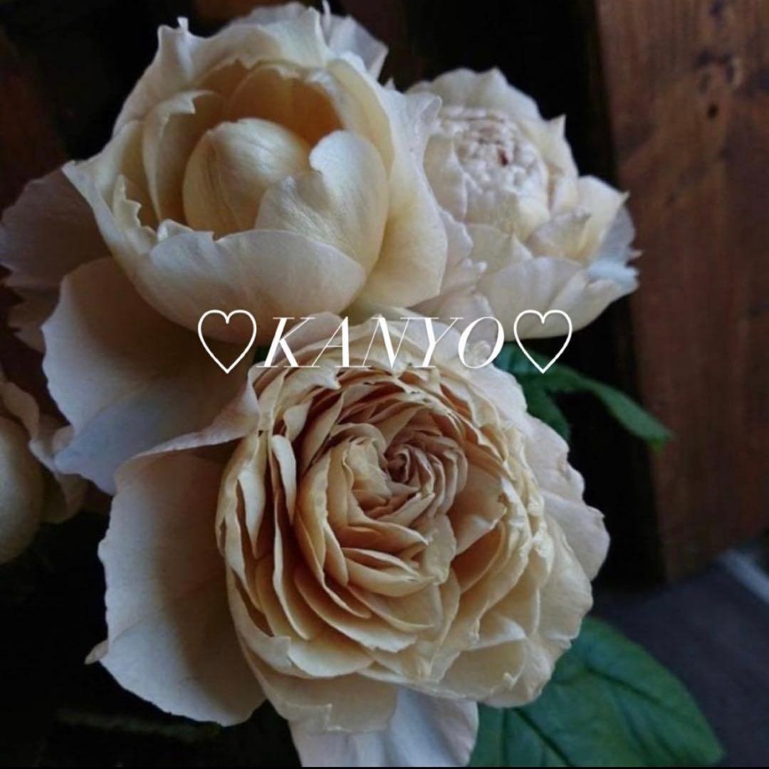 バラ苗　和バラ　ペリアン　正規品