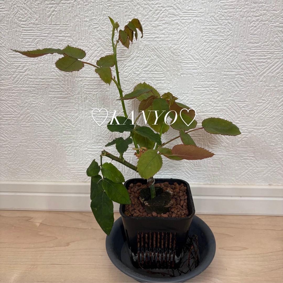 バラ苗　和バラ　ペリアン　正規品