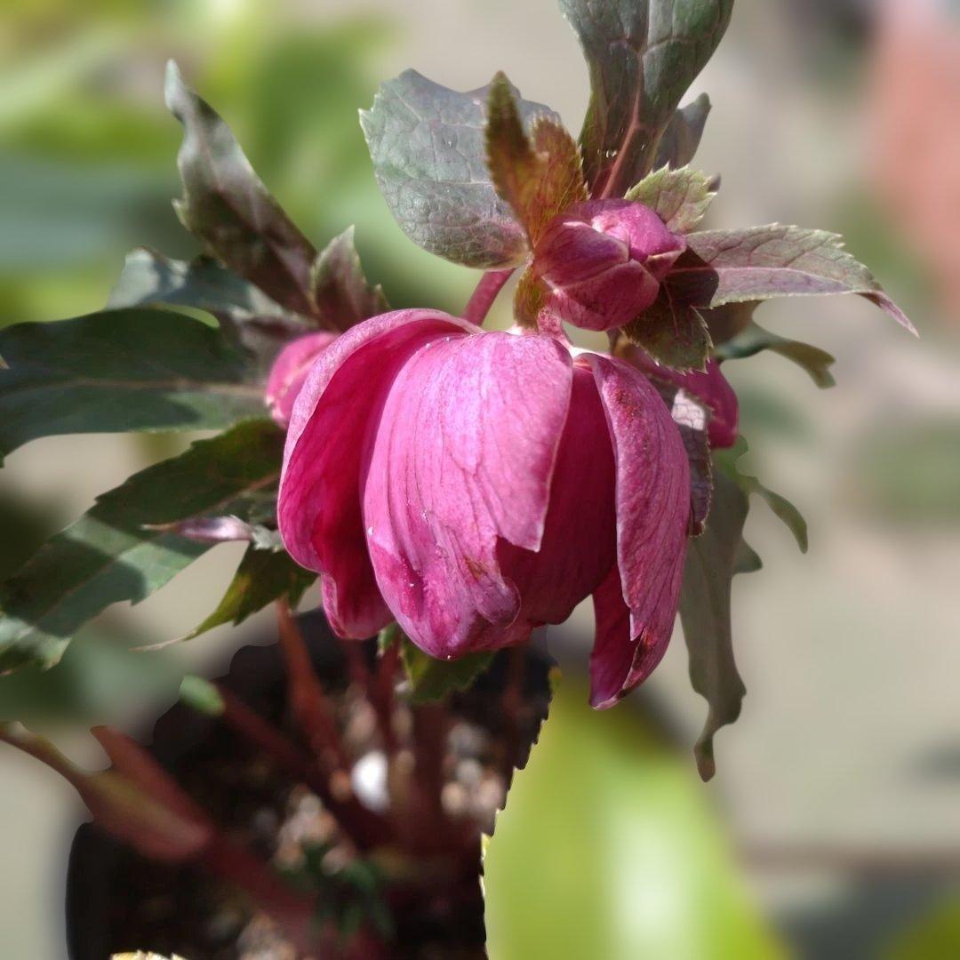 ソレイユ系✨広瀬園芸✨ダブル✨レッドオーレア✨クリスマスローズ