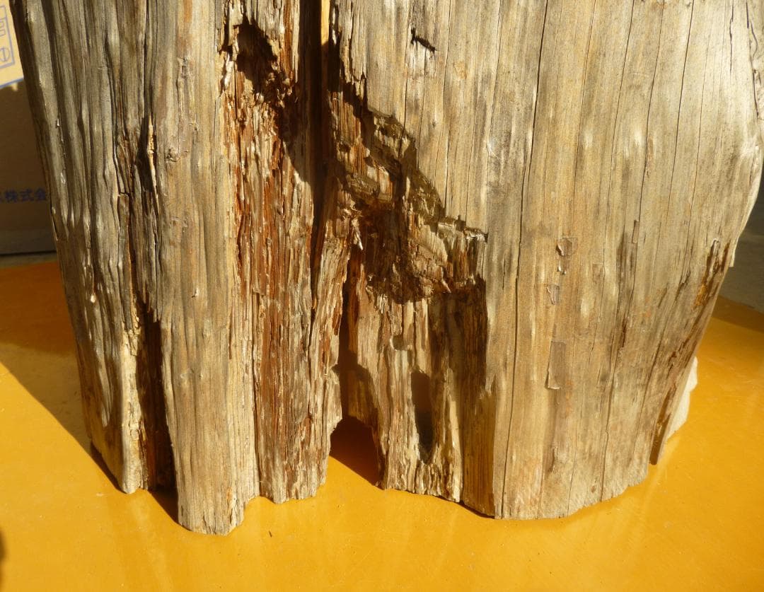 【多群入居実績あり】大寸、杉丸太（A）