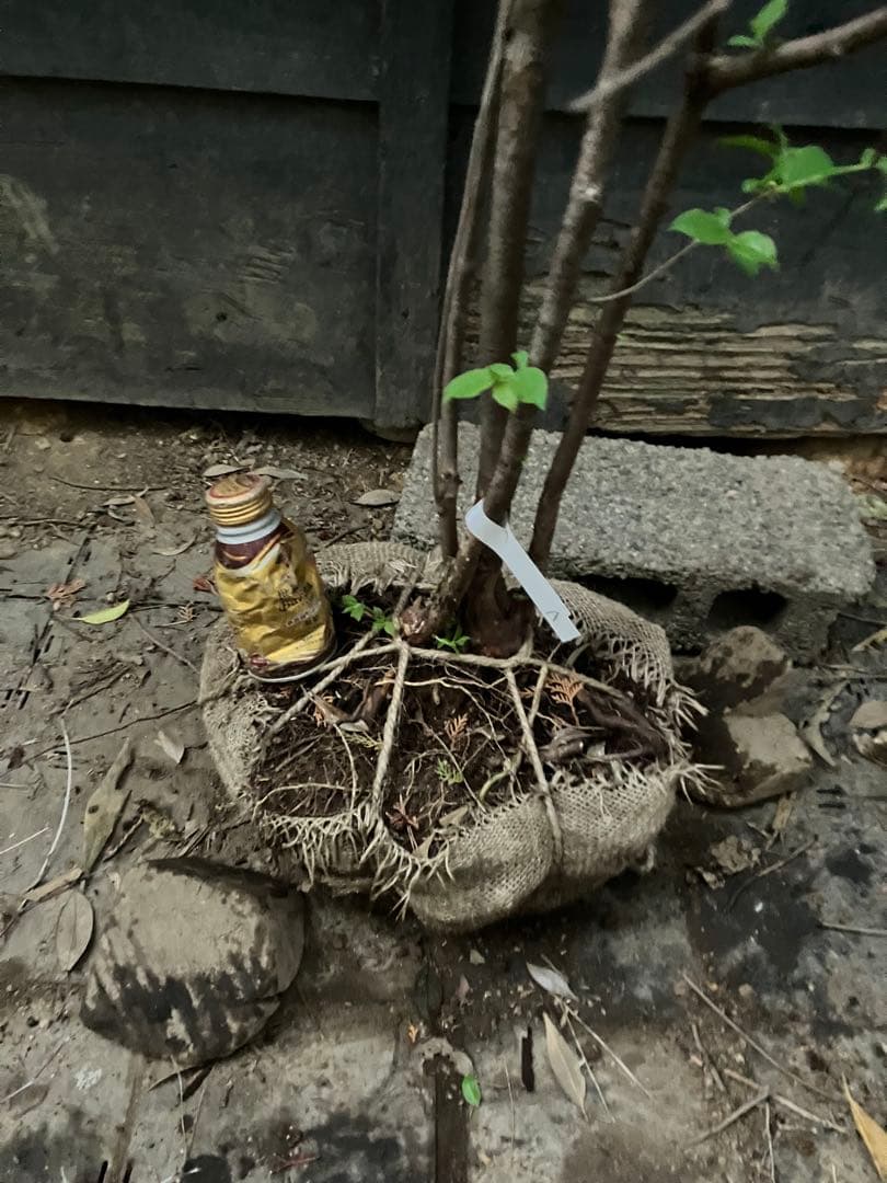 a 山採り　ナツハゼ