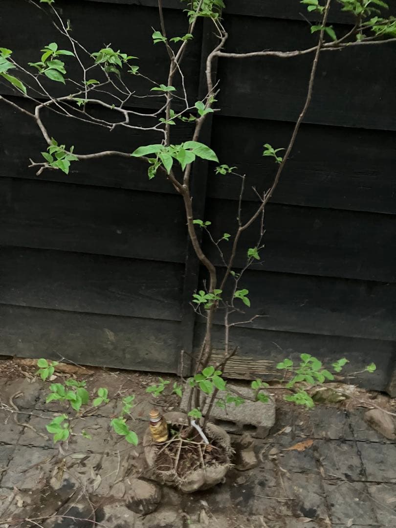 a 山採り　ナツハゼ