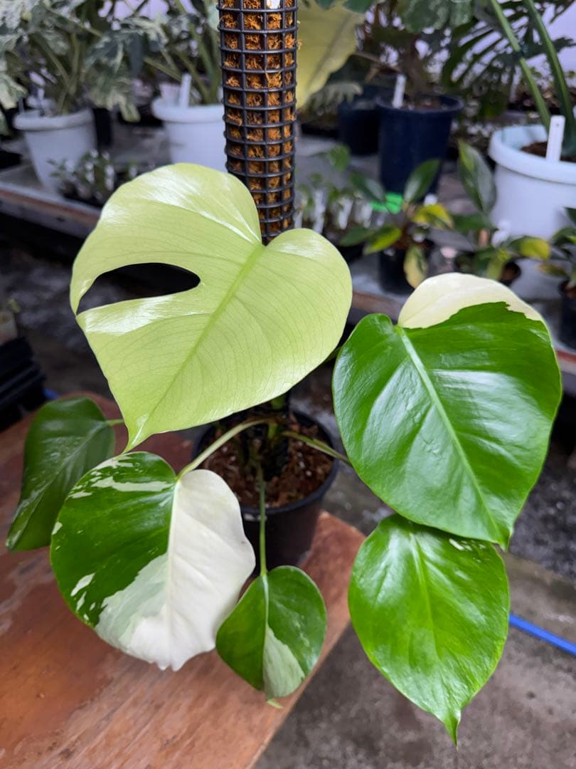 8モンステラ　セブブルー　ミント　鉢モスポール付き