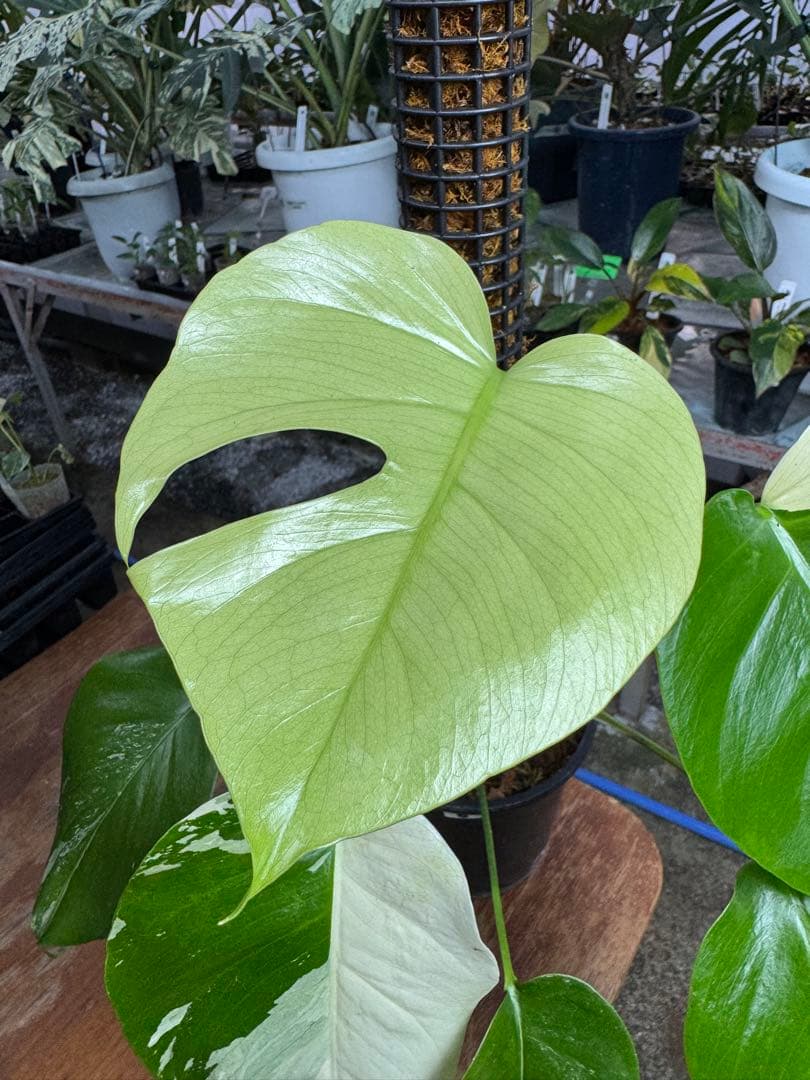 8モンステラ　セブブルー　ミント　鉢モスポール付き