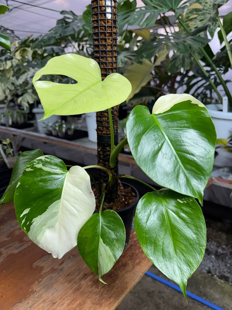 8モンステラ　セブブルー　ミント　鉢モスポール付き