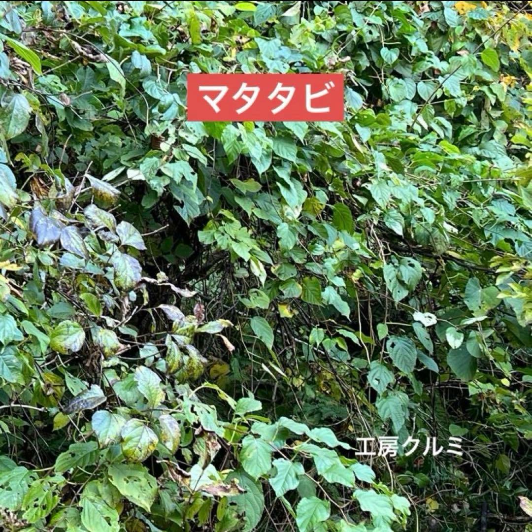 マタタビザル　米とぎザル　四つ目ザル　蕎麦ザル　伝統工芸品　ハンドメイド　奥会津