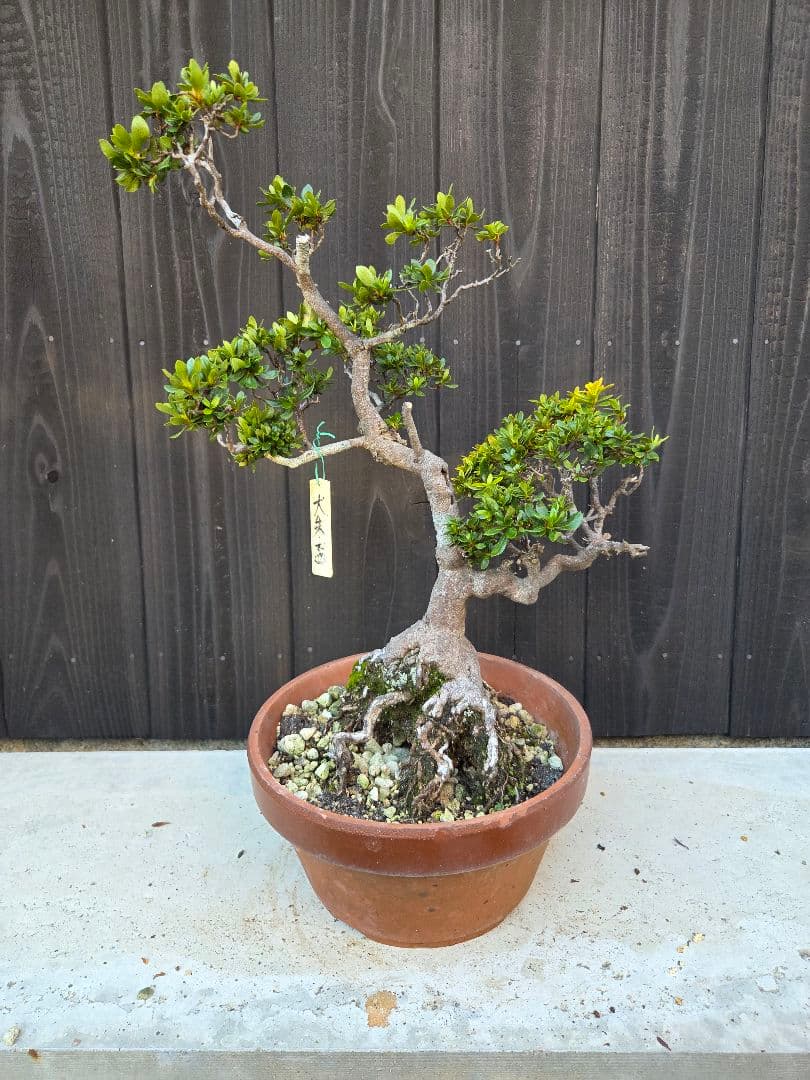 皐月盆栽「大朱盃」