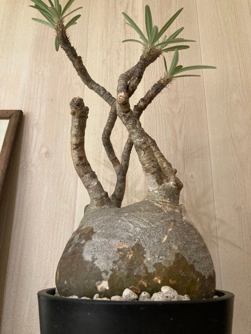 パキポディウム グラキリス　「細枝　コレクション株」