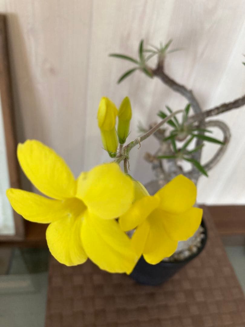 パキポディウム グラキリス　「細枝　コレクション株」