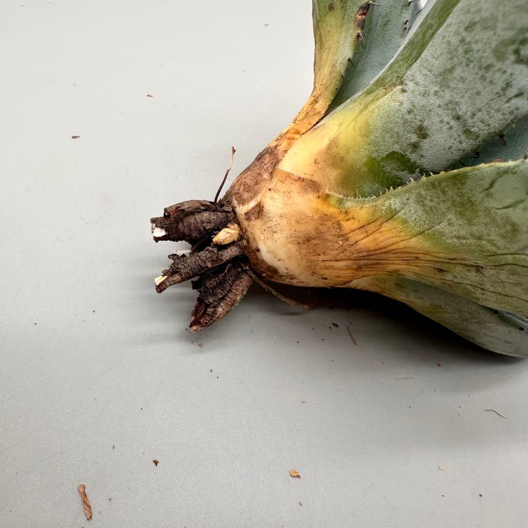 多肉植物 アガベ パリー　変異株　コレクション株