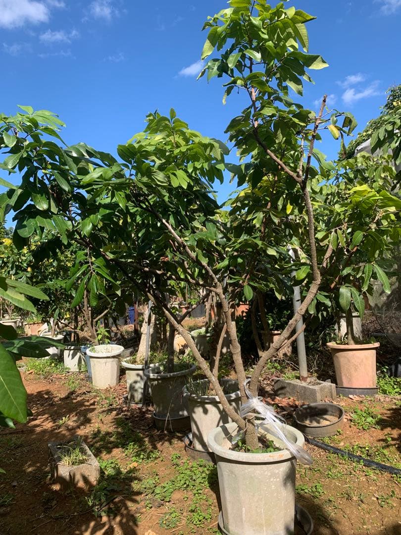 台湾竜眼取木苗木6年目　ロンガン苗 龍眼苗 りゅうがん苗