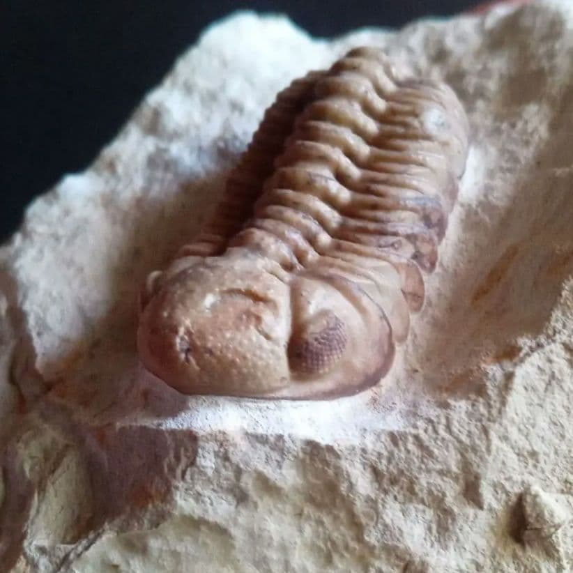 化石　標本　三葉虫　ファコプス　USA　美麗