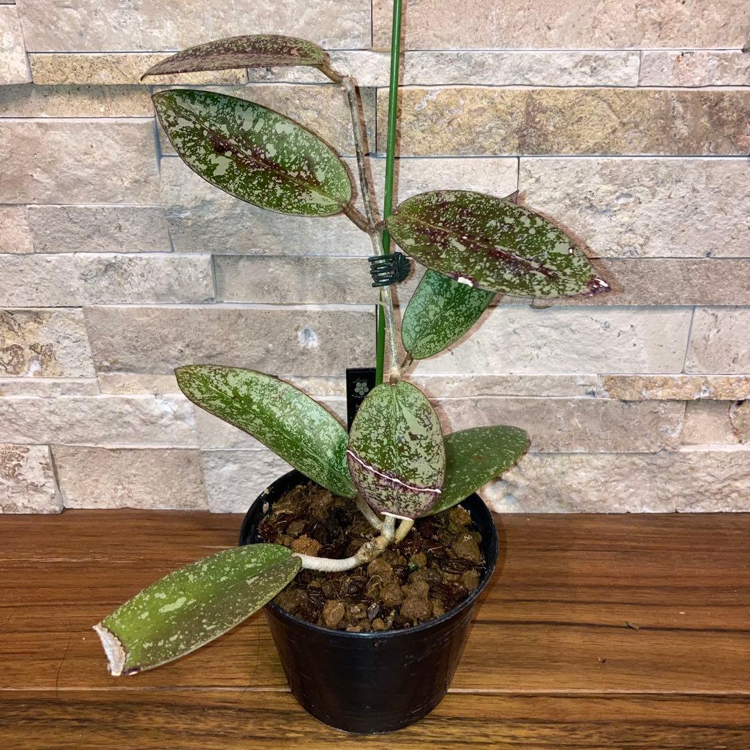 ホヤ シルバーダラー スプラッシュ【現品・鉢付・タグ付・メルカリ便】