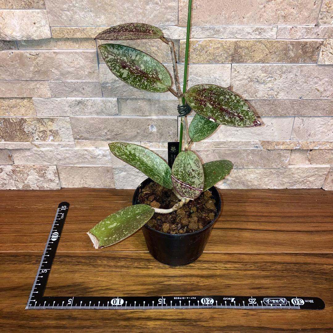 ホヤ シルバーダラー スプラッシュ【現品・鉢付・タグ付・メルカリ便】