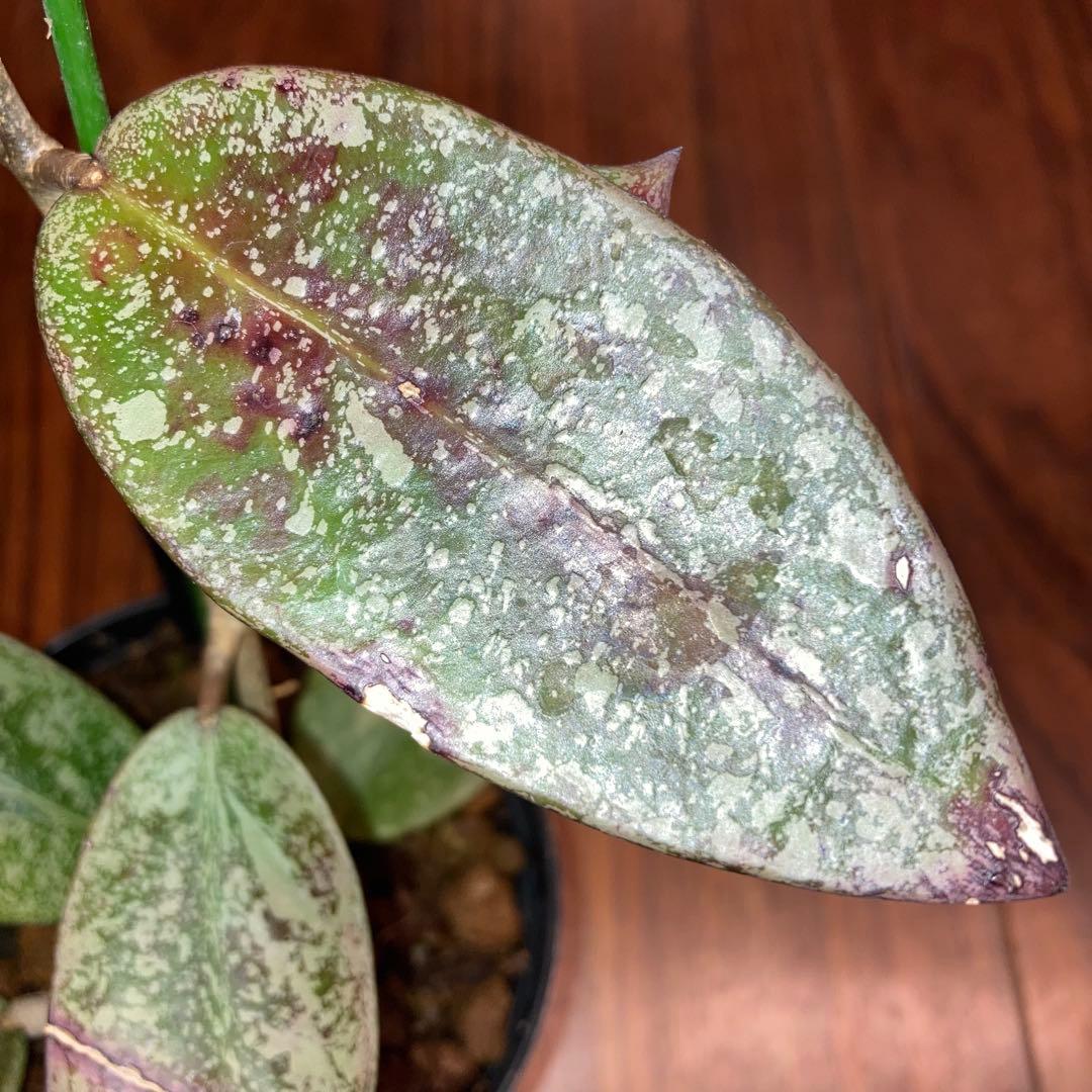 ホヤ シルバーダラー スプラッシュ【現品・鉢付・タグ付・メルカリ便】