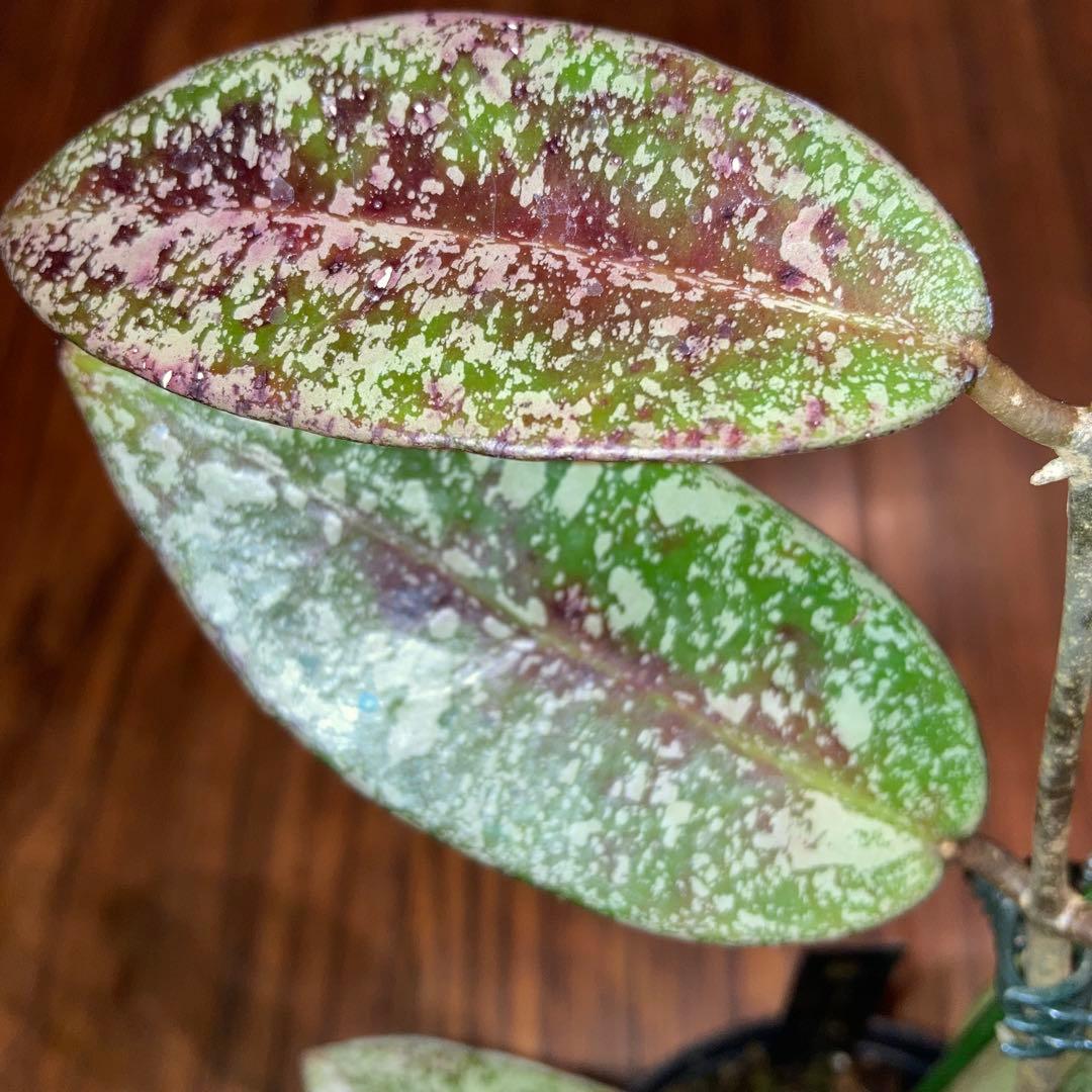 ホヤ シルバーダラー スプラッシュ【現品・鉢付・タグ付・メルカリ便】