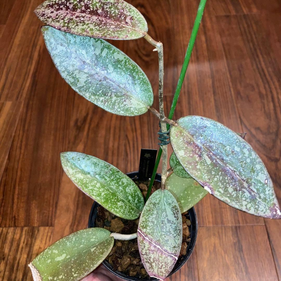 ホヤ シルバーダラー スプラッシュ【現品・鉢付・タグ付・メルカリ便】