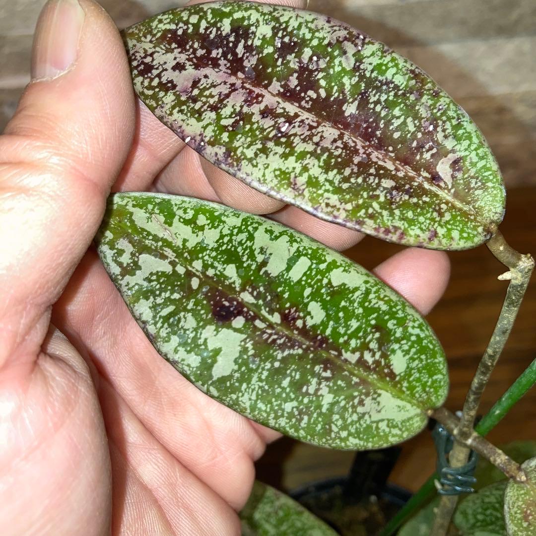 ホヤ シルバーダラー スプラッシュ【現品・鉢付・タグ付・メルカリ便】