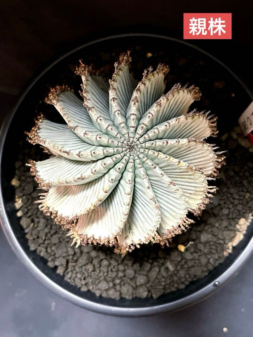 ユーフォルビアホリダ White zebra S胴太 選抜 特大サイズ