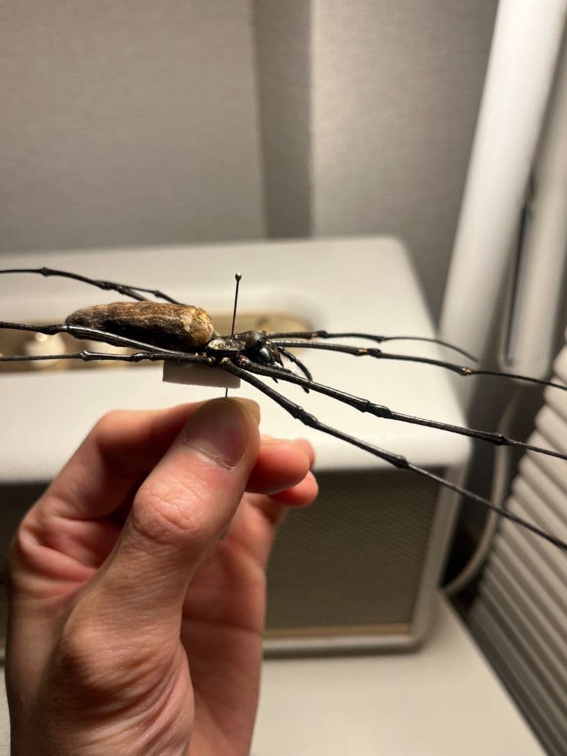 【日本蜘蛛最大種】オオジョロウグモ？ 女郎蜘蛛カマキリタランチュラスパイダー標本