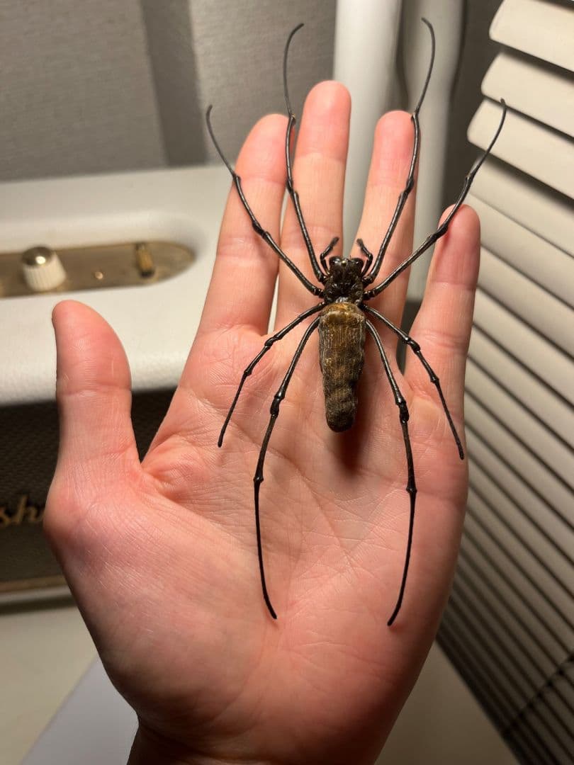 【日本蜘蛛最大種】オオジョロウグモ？ 女郎蜘蛛カマキリタランチュラスパイダー標本