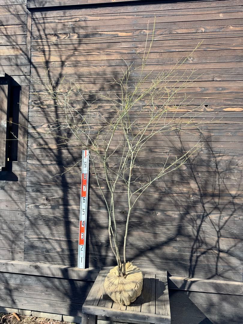 ヤマモミジ/山採り天然木【現品発送】管理80030