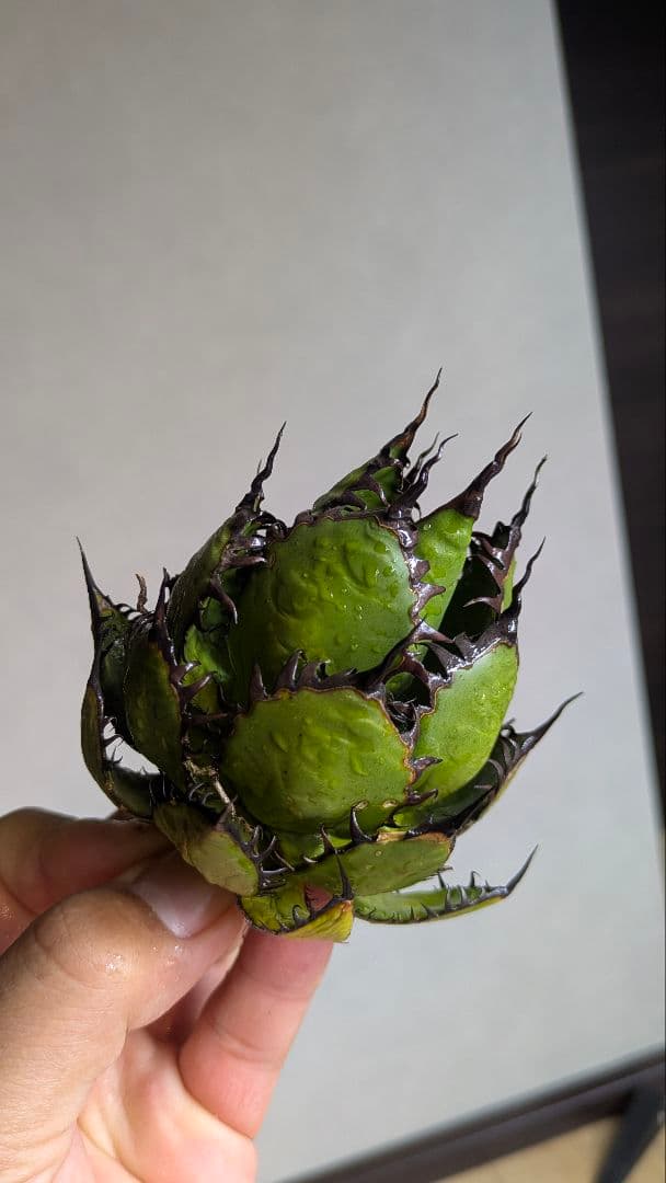 【超コンパクト】アガベ　ホリダ　強棘③検チタノタ　オテロイ　オアハカ　実生　陽炎