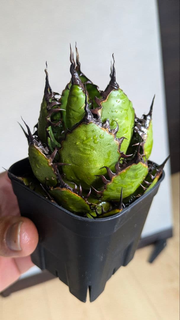 【超コンパクト】アガベ　ホリダ　強棘③検チタノタ　オテロイ　オアハカ　実生　陽炎