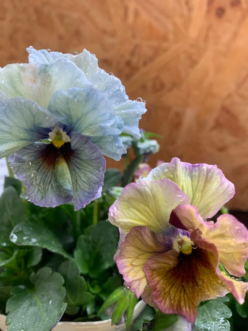 R*U様 \"和\" 2苗セット　no6