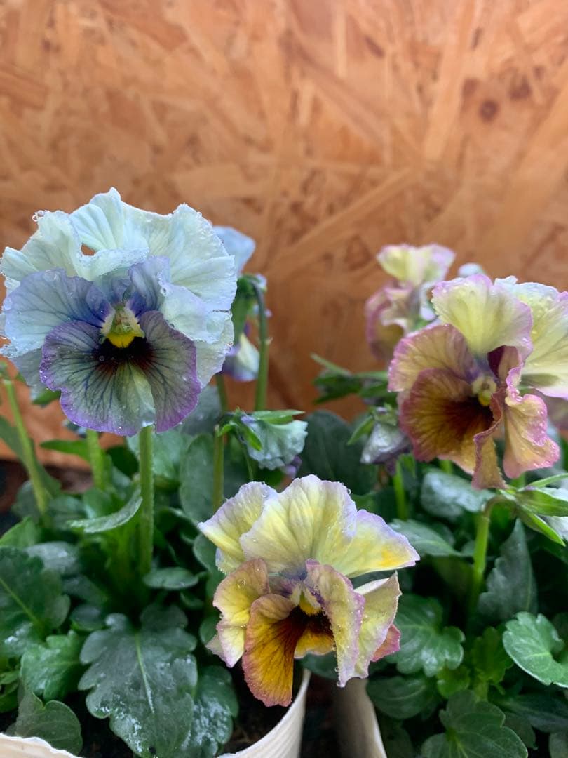 R*U様 \"和\" 2苗セット　no6