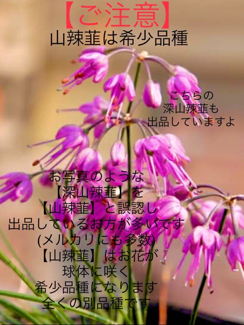 激レア/超希少品種【日本原産のヤマラッキョウの苗木/鉢植え】山辣韮＊珍しい山野草
