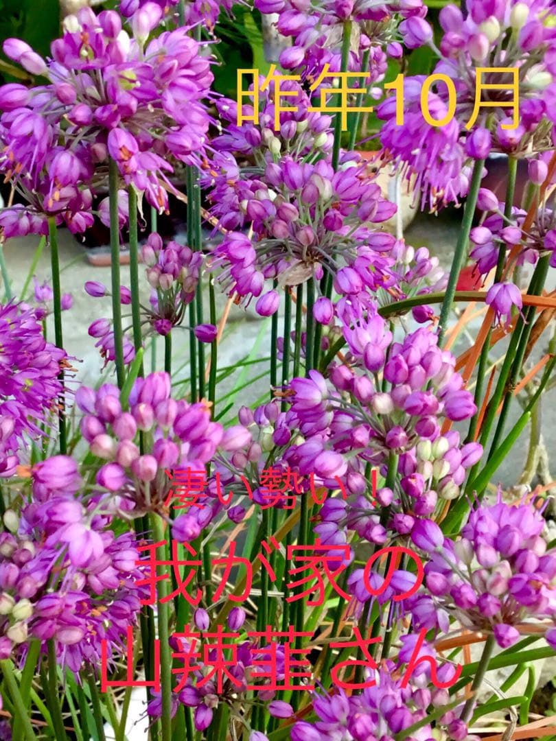 激レア/超希少品種【日本原産のヤマラッキョウの苗木/鉢植え】山辣韮＊珍しい山野草