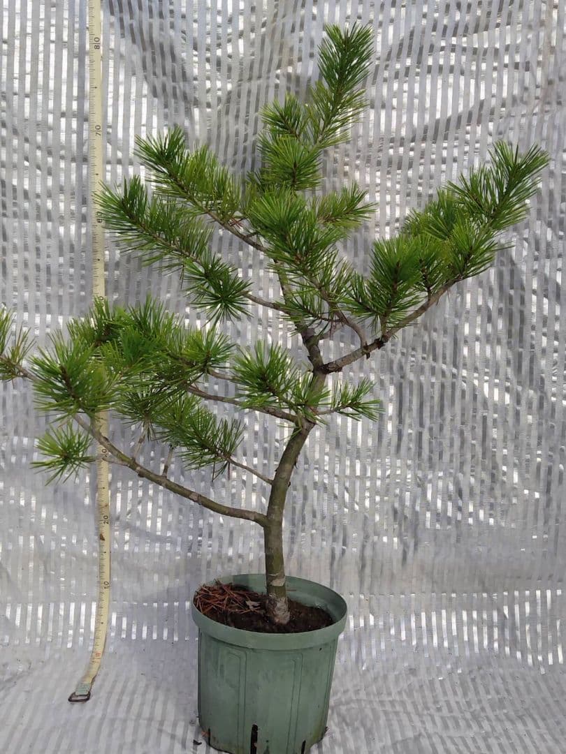 白松　ハクショウ　80cm　希少